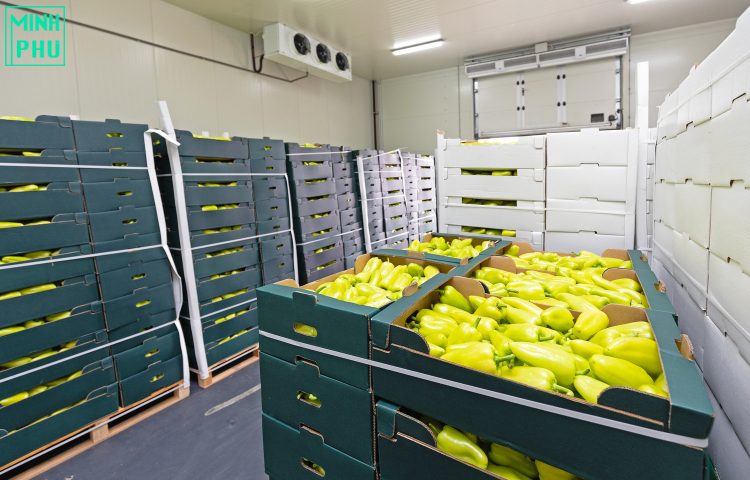 Kho lạnh bảo quản trái cây